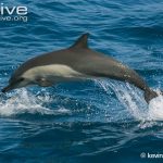 https://kukangku.id/wp-content/uploads/2018/07/Delphinus-capensis-150x150.jpg