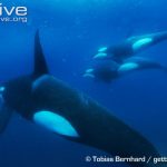 https://kukangku.id/wp-content/uploads/2018/07/Orcinus-orca-150x150.jpg