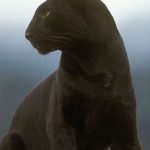 https://kukangku.id/wp-content/uploads/2018/07/Panthera-pardus-melas-150x150.jpg