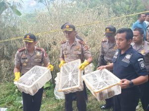 polres majalengka tangkap pemburu kukang