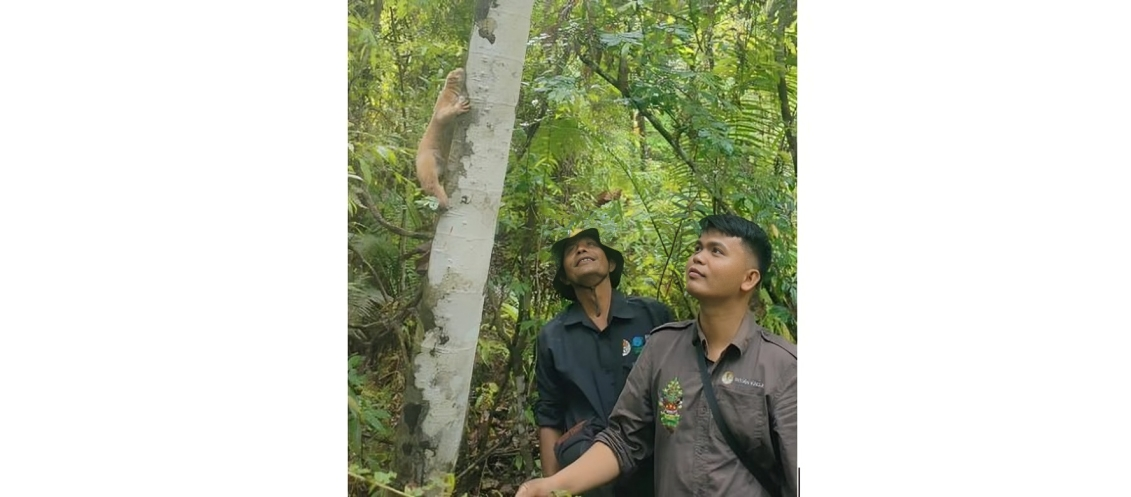 Pelepasliaran Kukang Sumatera di Kawasan Hutan Lindung Batang Toru Blok Barat (Foto. BBKSDA Sumatera Utara)