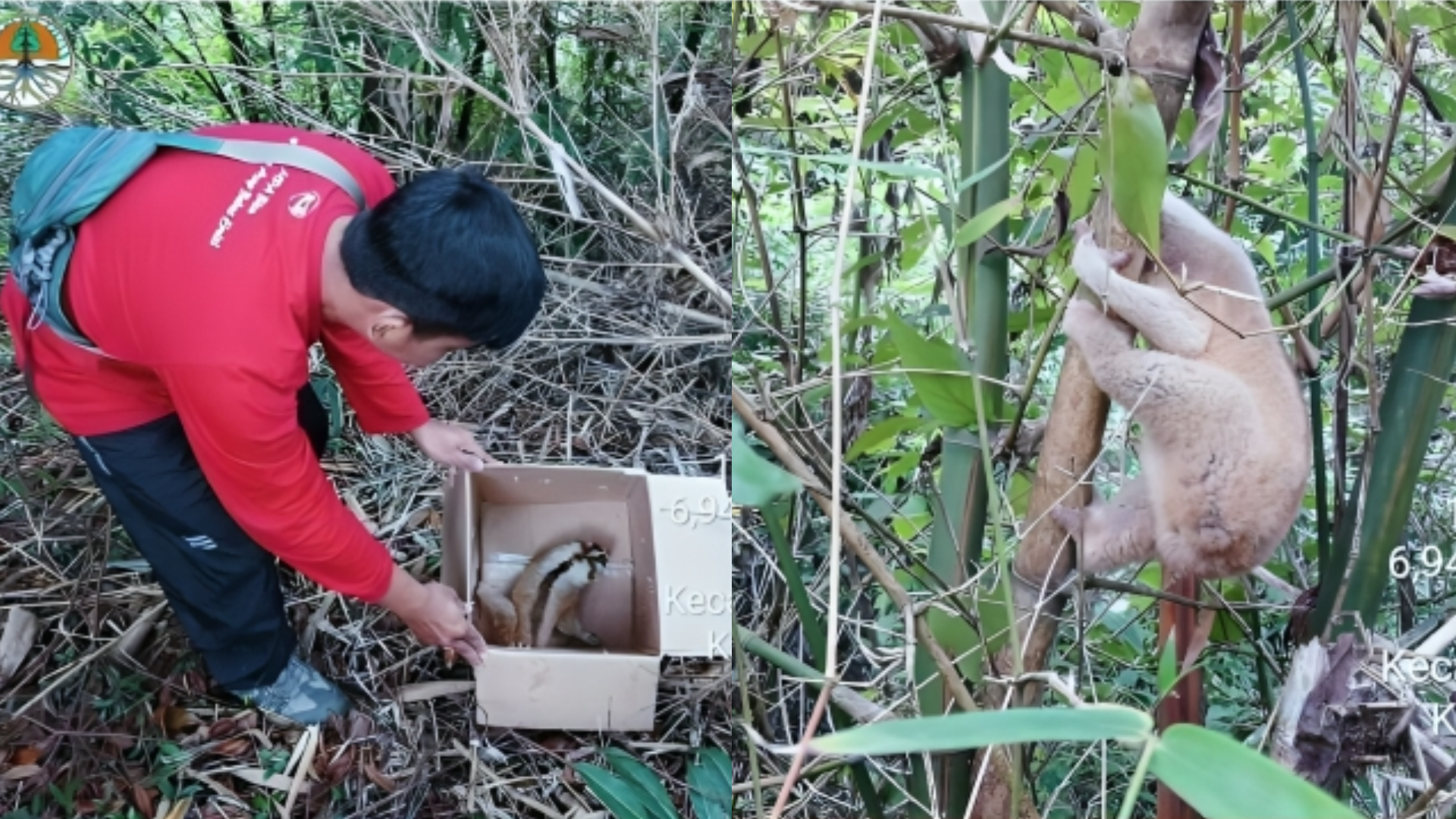 Pelepasliaran kukang jawa di Taman Buru Gunung Masigit Kareumbi