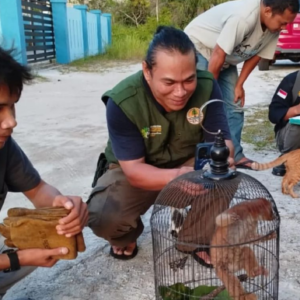 Kukang kalimantan temuan warga yang diserahkan ke BKSDA Kalimantan Tengah