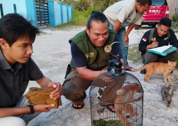 Kukang kalimantan temuan warga yang diserahkan ke BKSDA Kalimantan Tengah