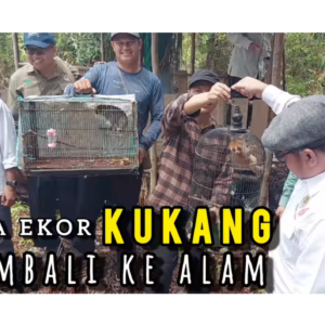 Pelepasliaran dua kukang di KSA/KPA Bukit Rawi oleh BKSDA Kalimantan Tengah