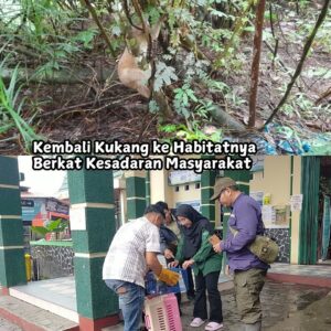 Penyerahan kukang sumatera oleh masyarakat Sumatera Barat