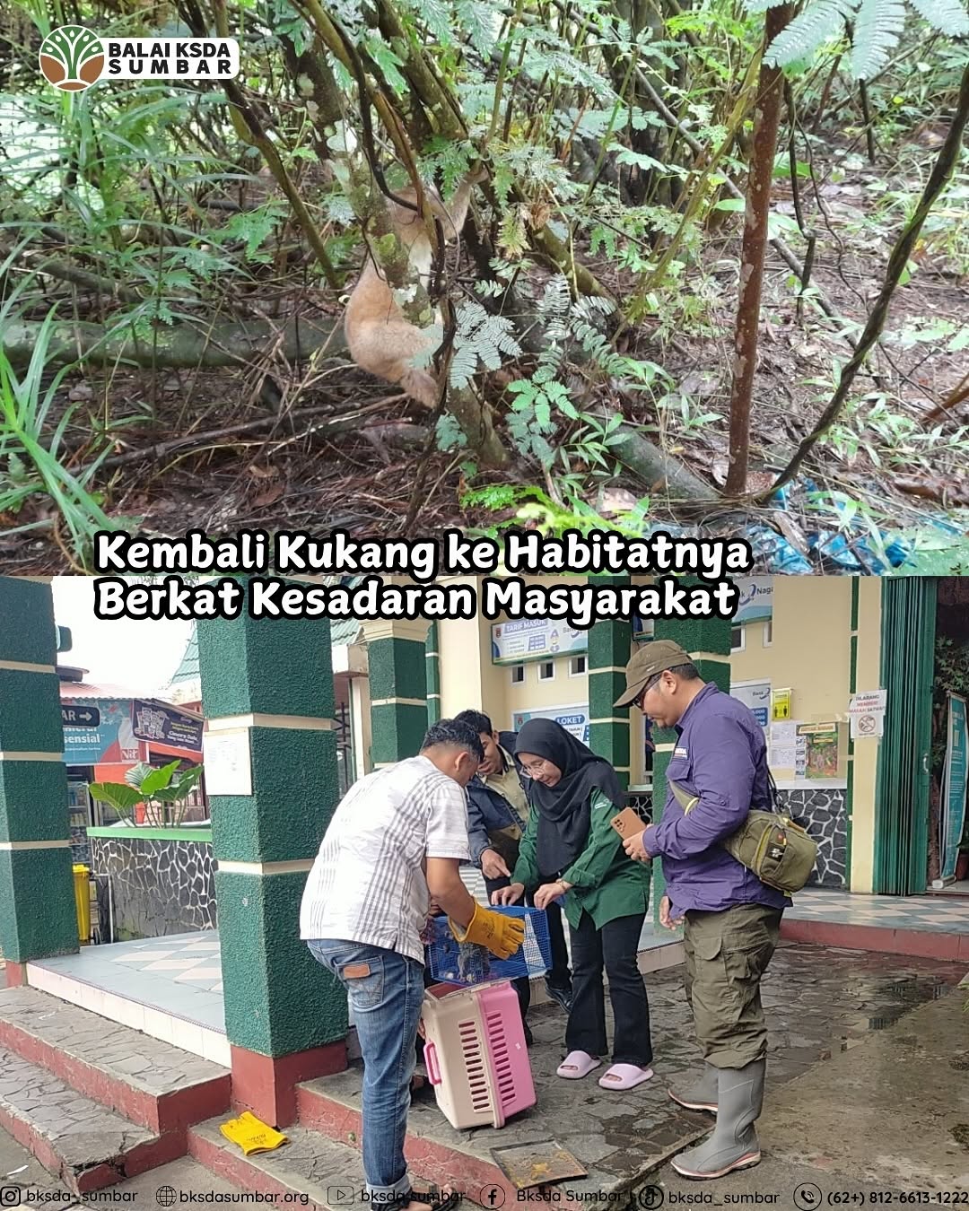 Penyerahan kukang sumatera oleh masyarakat Sumatera Barat