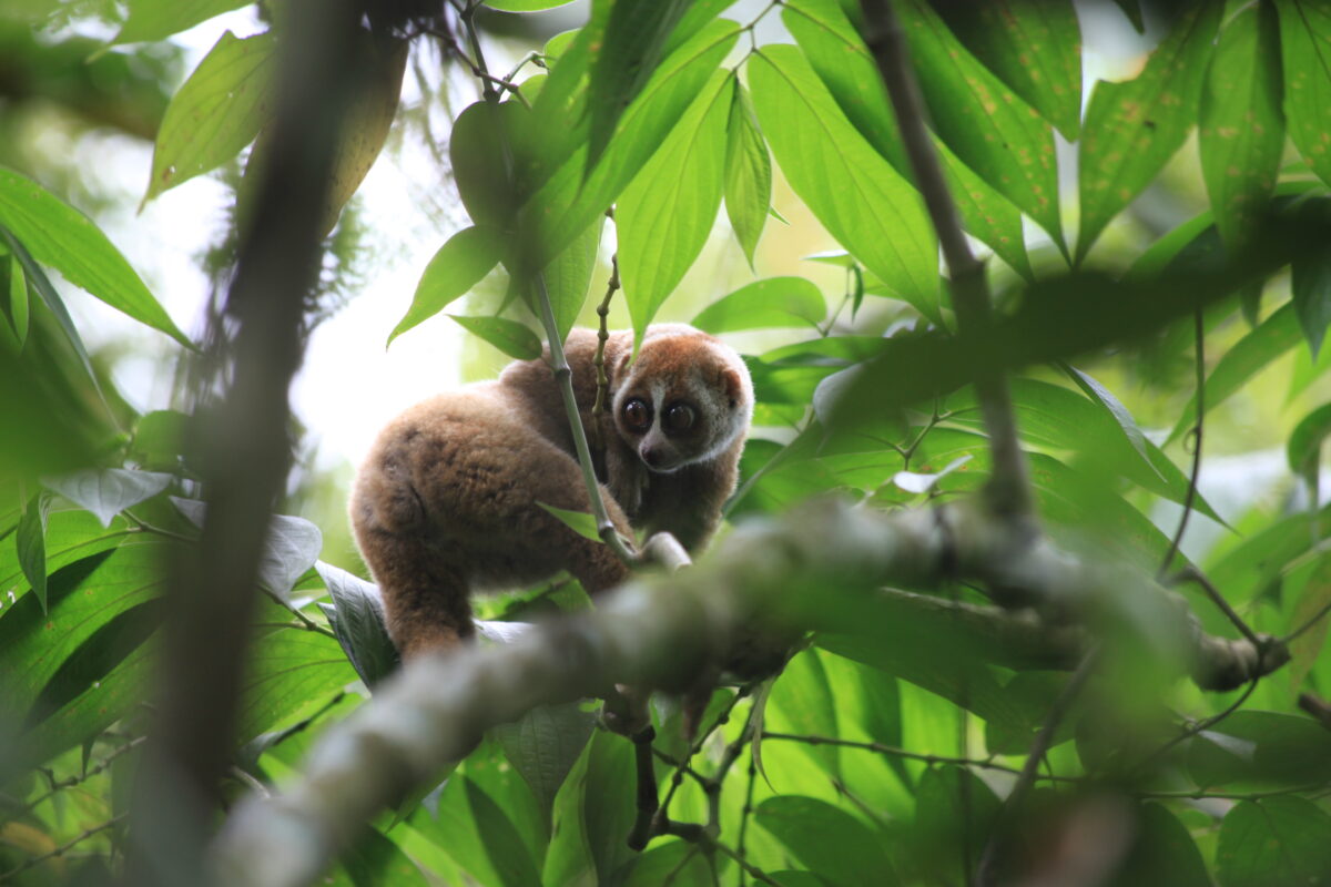 Kukang sumatera (Nycticebus coucang) di habitat. (Foto. YIARI)