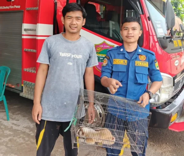 Pos WMK Rancah Ciamis telah menerima penyerahan seekor kukang dari warga.