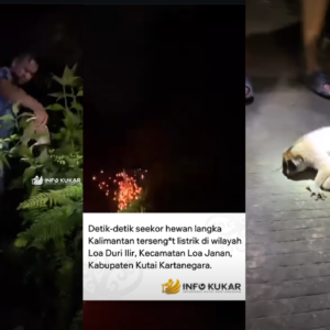 Kukang tersengat listrik di Kutai Kartanegara