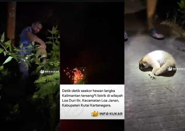Kukang tersengat listrik di Kutai Kartanegara