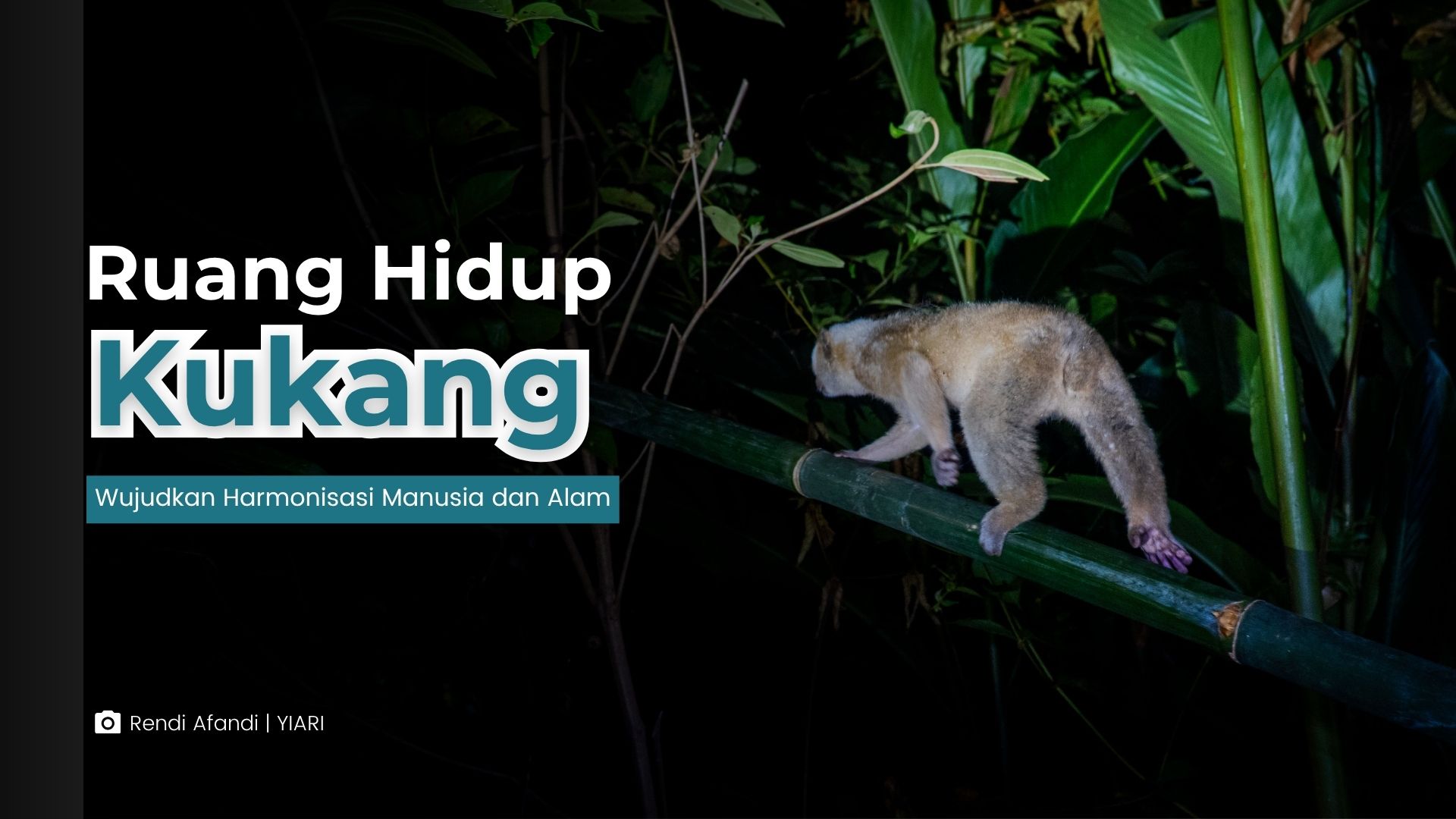 Ruang hidup kukang
